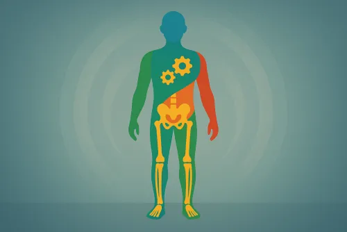 Composição corporal e metabolismo